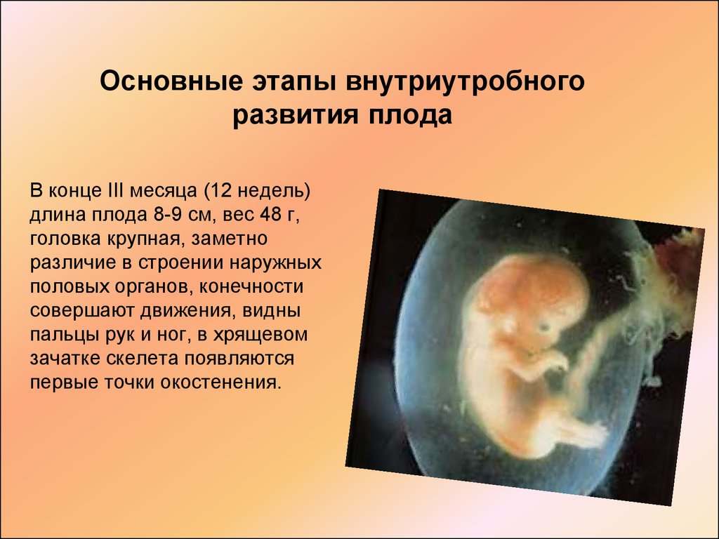 Основные этапы внутриутробного развития плода