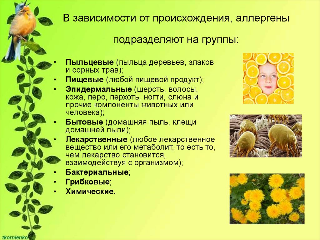 Пыльца растений является. Пыльцевые аллергены аллергены. Аллергические растения. Аллергены трав пыльцевые. Пыльцевые и грибковые аллергены.