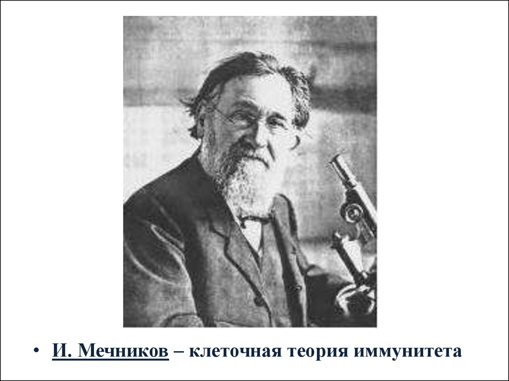 Мечников создал учение о клеточном иммунитете. Мечников теория иммунитета. Фагоцитарная теория иммунитета Мечникова. Клеточная теория иммунитета Мечникова.