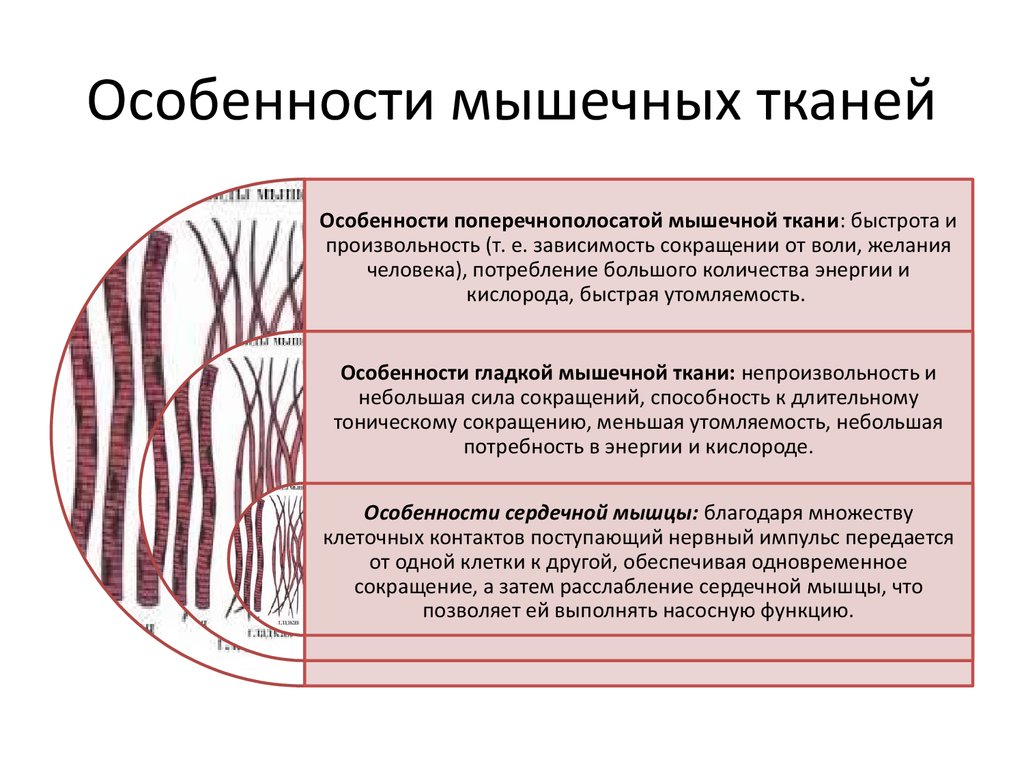 Отличительные особенности мышечных тканей
