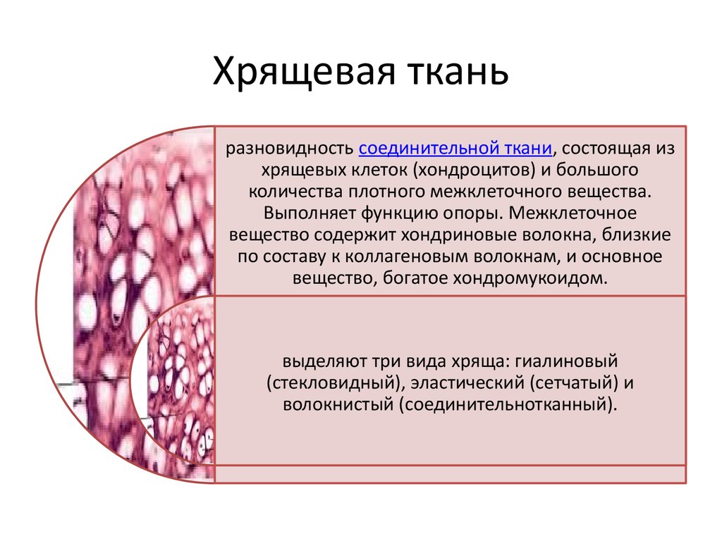 Из какой ткани состоит. Особенности строения соединительной ткани хрящ. Хрящевая ткань соединительная ткань функции. Структурные компоненты хрящевой ткани. Хрящевая соединительная ткань функции.