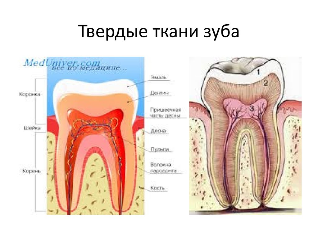 Какие части у зуба. Строение зуба ткани зуба. Твердые и мягкие ткани зуба.