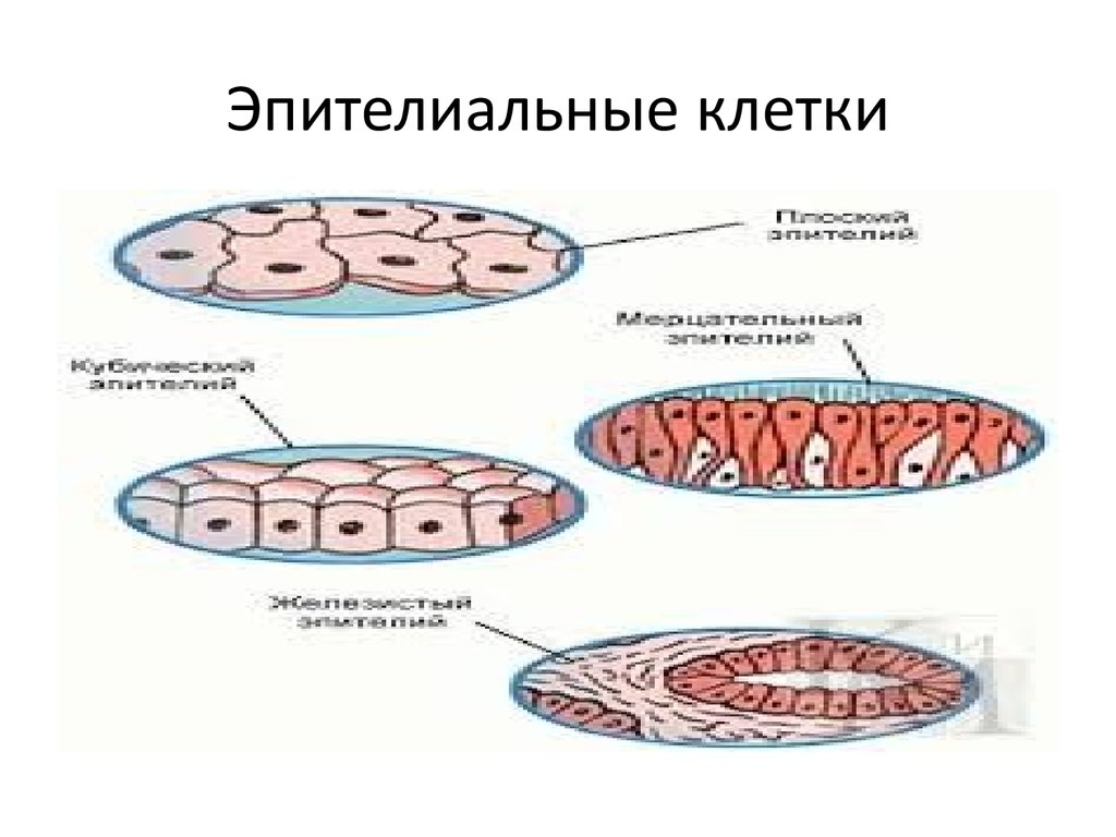 Эпителиальной клеткой является. Строение эпителиальной клетки схема. Строение клетки эпителиальной ткани. Строение эпителиальной клетки. Клетка эпителия человека.