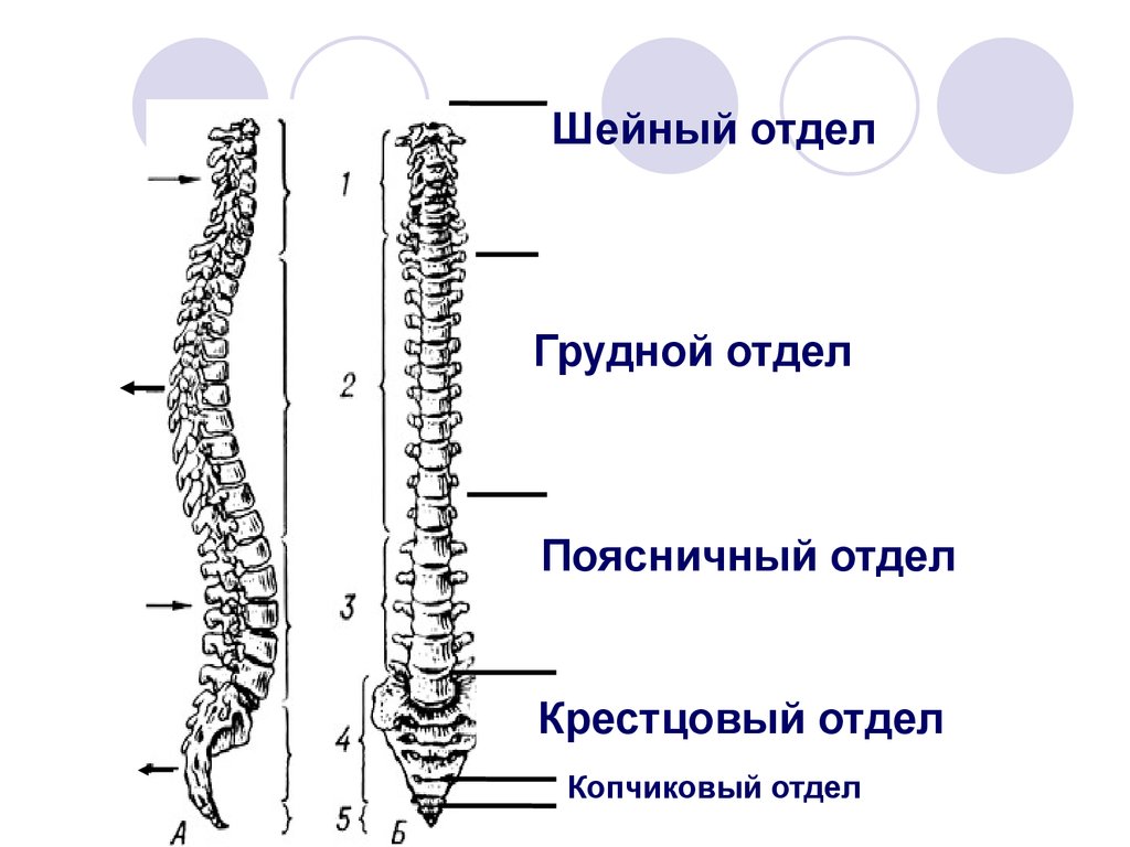 Шейный грудной поясничный крестцовый копчиковый. Грудной отдел. Крестцовый отдел. Шейный отдел анатомия пластическая.