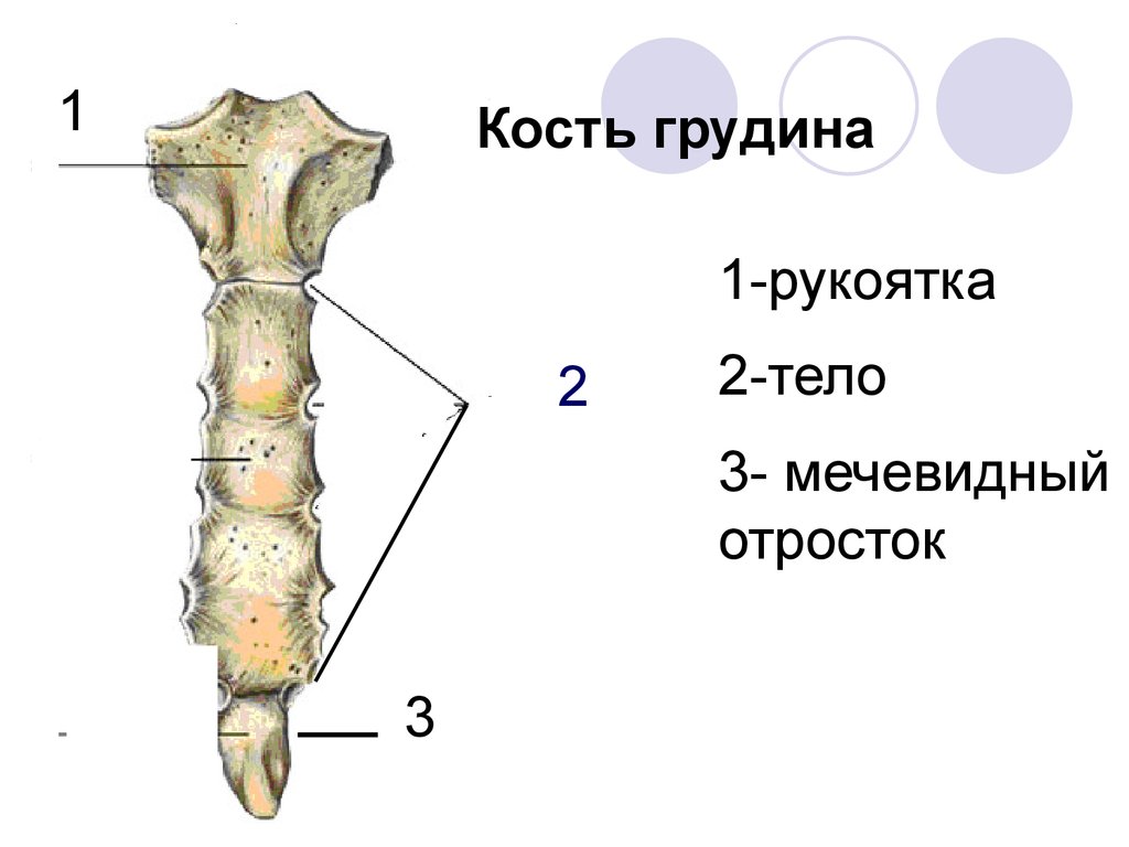 Части грудины. Строение мечевидного отростка грудины. Грудина рукоятка тело и мечевидный отросток. Строение грудины вид спереди. Рукоятка грудины тело грудины мечевидный отросток.