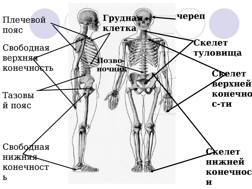 Верхняя часть человека. Скелет человека с названием костей. Части скелета туловища человека. Опорные точки скелета.