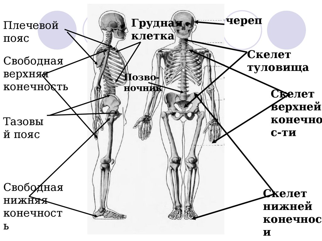 Плечо на схеме