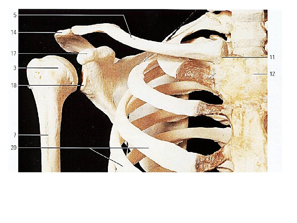 Кости скелета плеча. Кости плечевого пояса анатомия. Анатомия плечевого сустава кости. Лопаточно реберный сустав. Плечевой сустав и ключица анатомия.