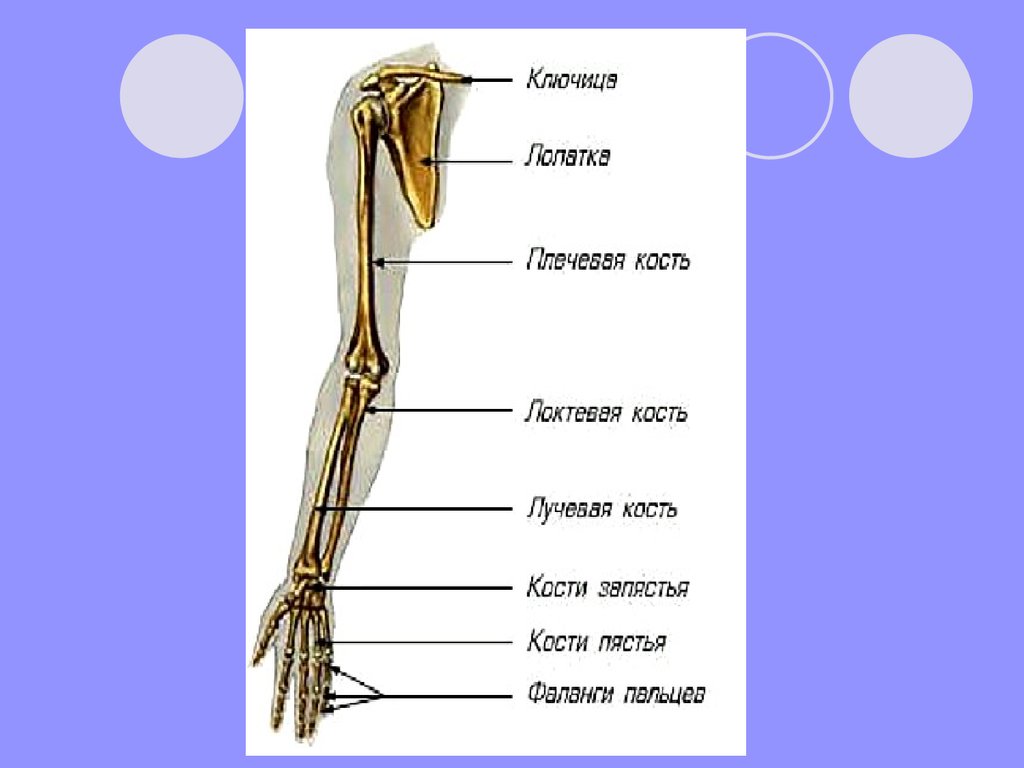Кости отдела верхних конечностей. Кости верхней конечности. Келет свободной верхней конечности. Скелет свободной верхней конечности локтевая и лучевая. Верхние конечности человека пластическая анатомия.