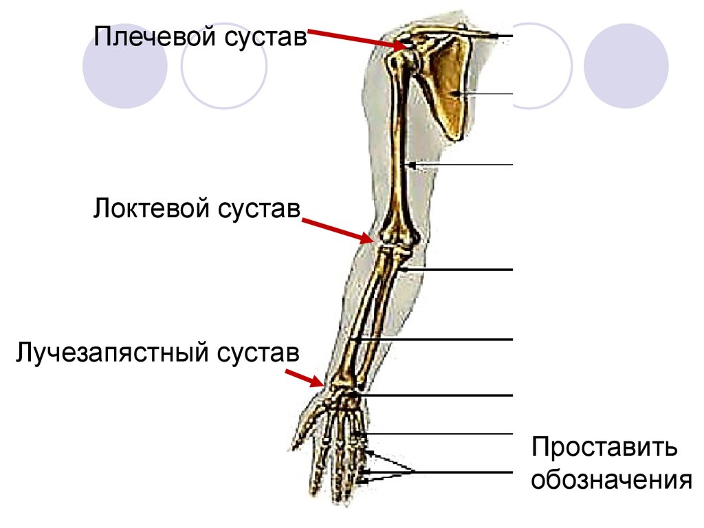 Покажи локоть человека. Плечевойлоктевой лучепястный сустав. Плечевой сустав, локтевой сустав лучезапястный. Плечевой и локтевой суставы анатомия. Локтевой сустав схема.