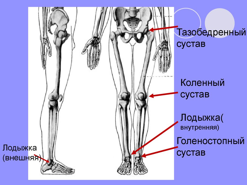 Коленно бедренный сустав. Тазобедренный коленный голеностопный суставы. Пластическая анатомия тазобедренный сустав. Строение человека скелет бедренный сустав коленный голеностопный. Пластическая анатомия ноги.