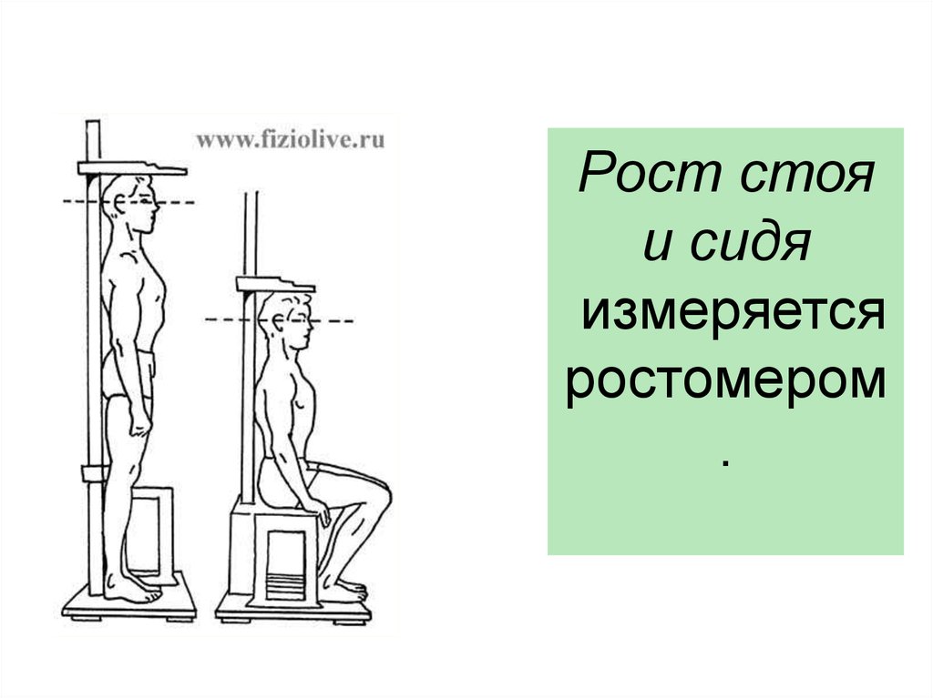 Измерить рост. Методика измерения роста стоя и сидя. Антропометрия рост сидя. Антропометрия и соматометрия. Рост стоя и сидя.