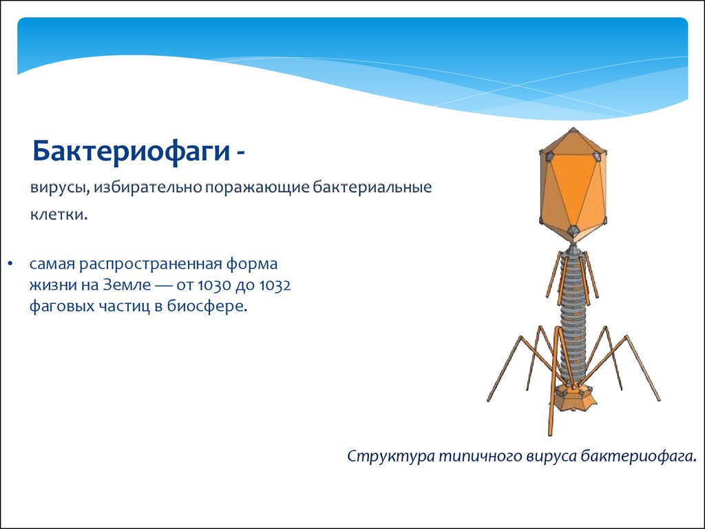 Бактериофагия. Бактериофаг паразиты бактерий. Бактериофаг кратко и понятно. Строение бактериофага. Вирус бактериофаг.