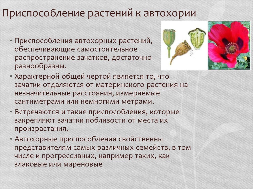 Растения обеспечивают жизнь другим растениям потому что. Приспособления растений. Приспособление у растений цветки. Адаптация растений. Автохорные растения.