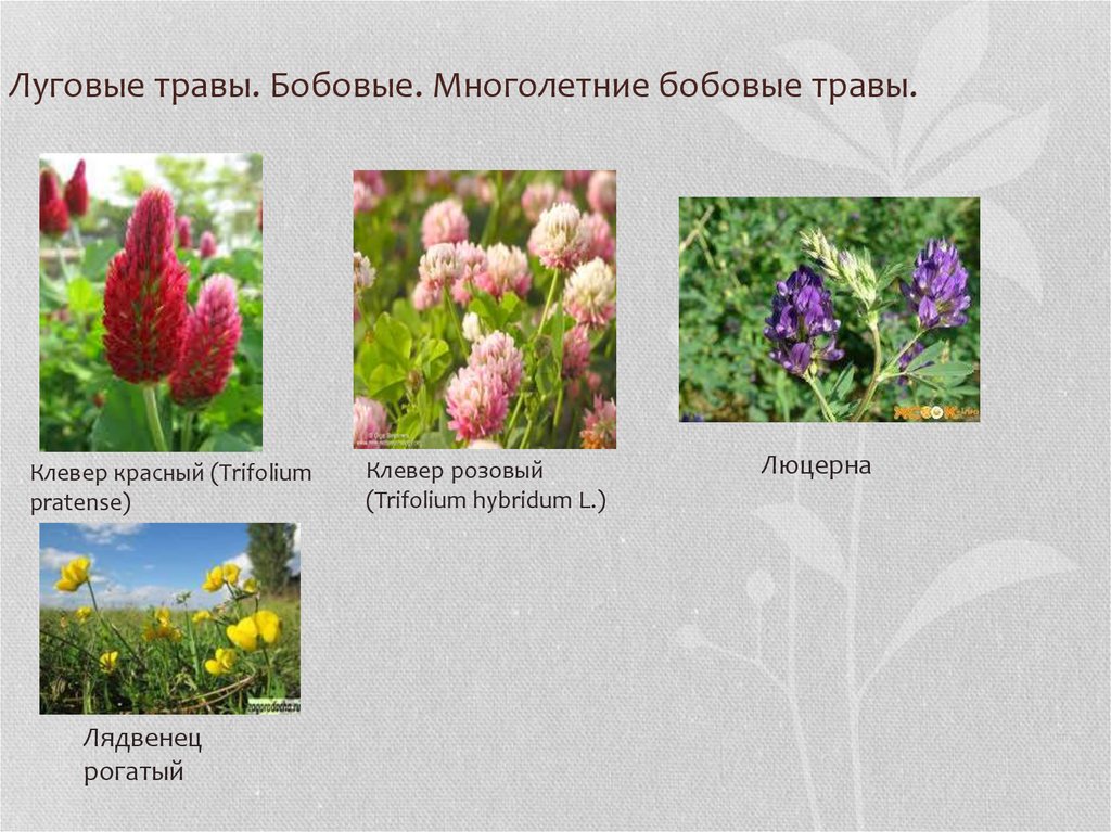 Луговые растения примеры