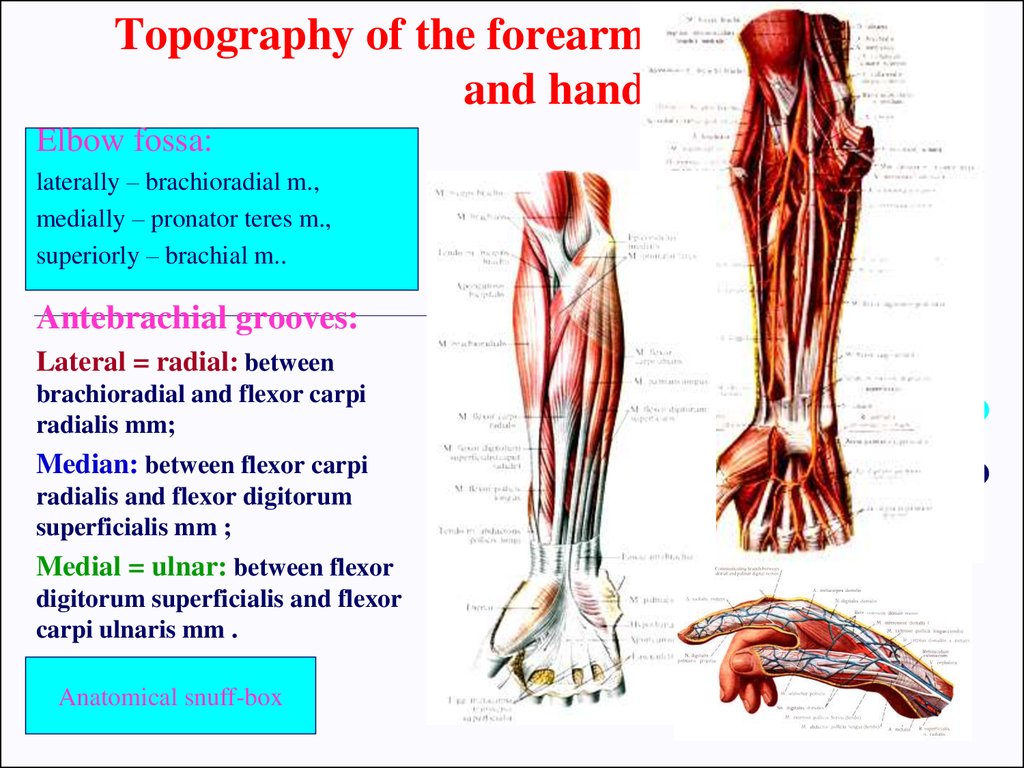 Clinical anatomy of the upper limb - презентация онлайн