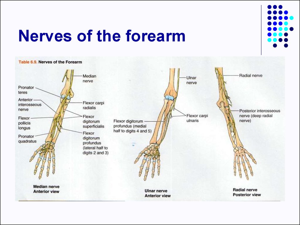 Clinical anatomy of the upper limb - презентация онлайн