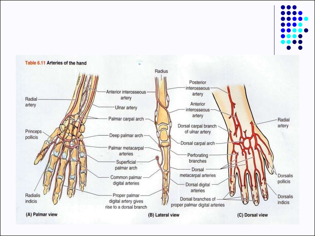 Clinical anatomy of the upper limb - презентация онлайн