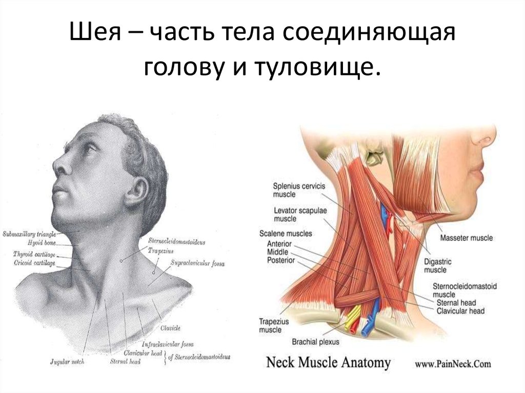 Часть шеи ниже затылка. Строение шеи сбоку. Мышцы шеи кивательная мышца. Мышцы шеи анатомия строение. Части шеи названия.