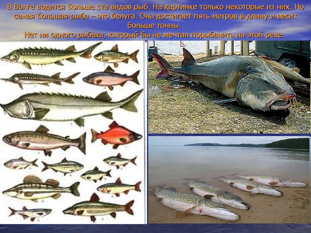 Рыбы самарской области фото и описание