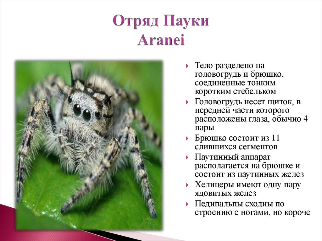 Паук это насекомое или нет почему. Отряд пауки (Aranei). Отряды паукообразных. Характеристика отряда пауков. Пауки общая характеристика.