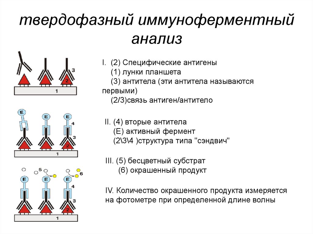 Схема ифа микробиология