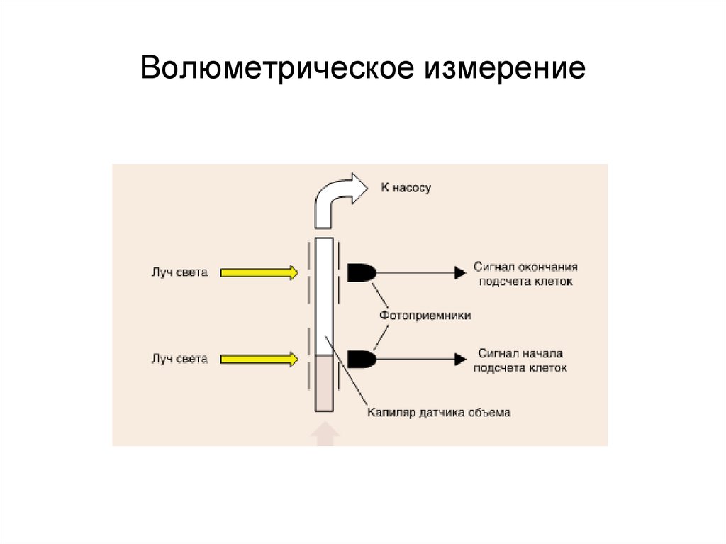 Камера для подсчета клеток в биологических образцах мочи