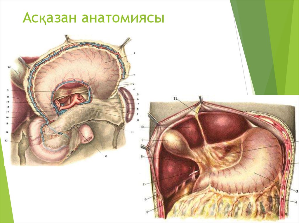 Ішек анатомиясы презентация