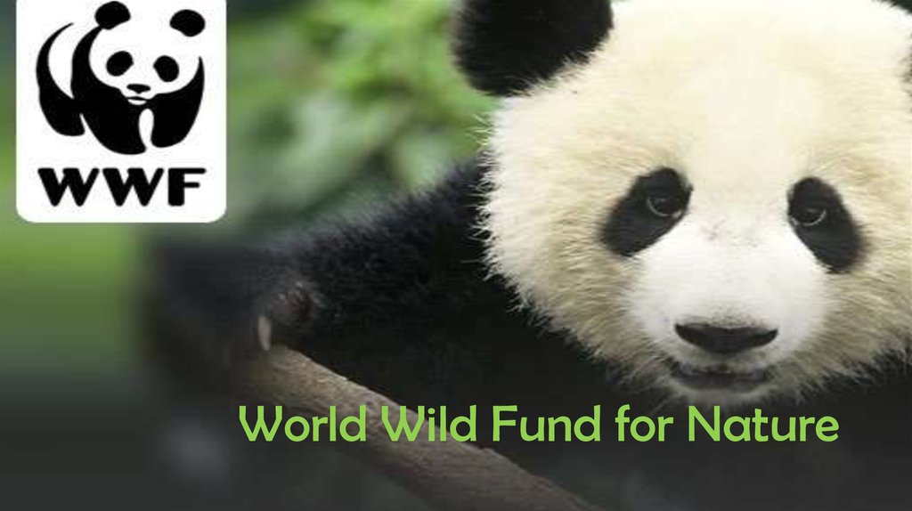 The world wildlife fund is. World Wild Fund. Fund for Wild nature. World Wild Fund what is it. Wild World PNG.