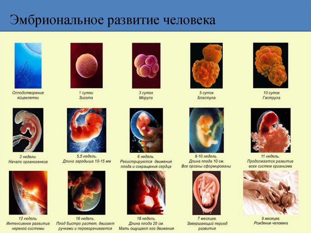 Наличие у зародыша человека. Онтогенез развития плода человека. Таблица эмбриональный период развития плода. Периоды развития человека миональный. Стадии и описание эмбрион.развития.