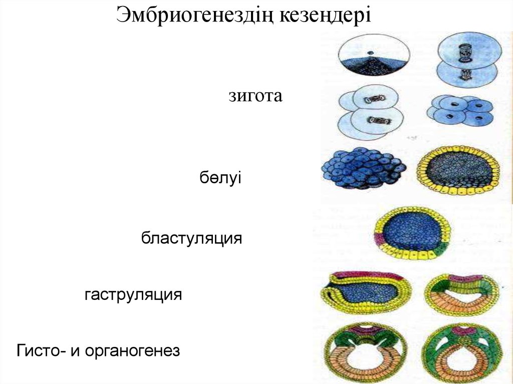 Ағзалардың жеке дамуы түсінігі 7 сынып презентация