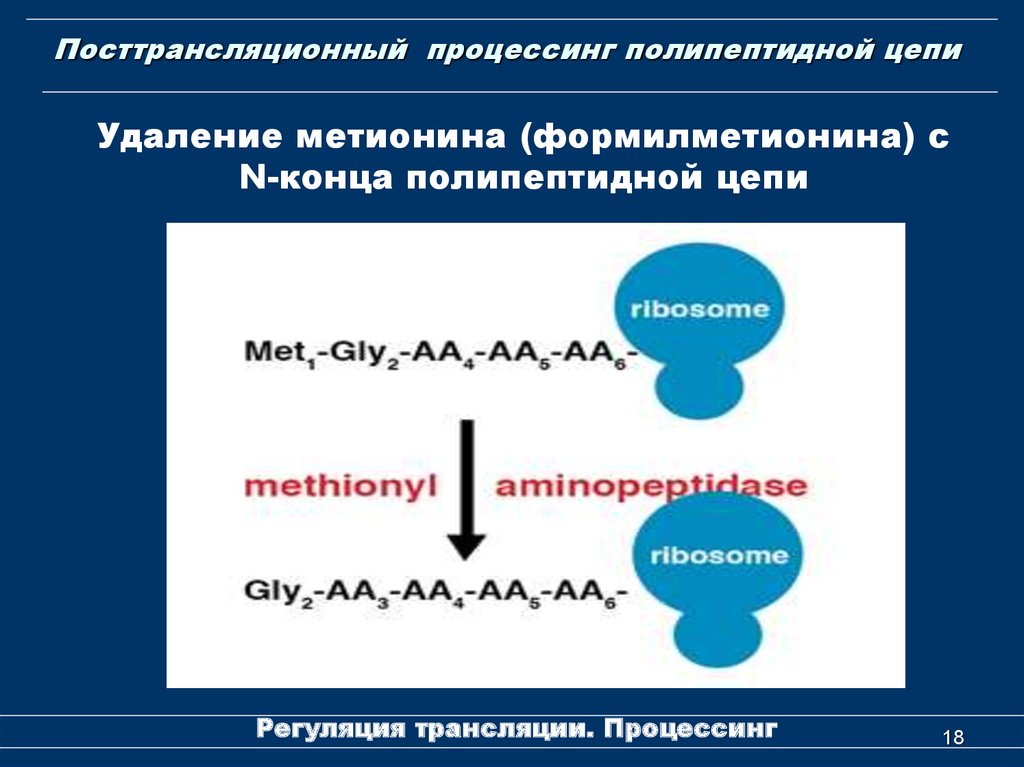 Цепь трансляция. Посттрансляционная модификация полипептидной цепи. Посттрансляционный процессинг. Посттрансляционный процессинг белка. Процессинг полипептидных цепей.