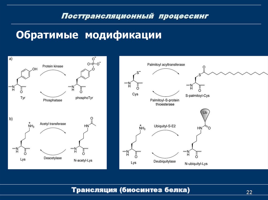 Модификация белков. Посттрансляционный процессинг белка. Посттрансляционный процесс. Регуляция трансляции и посттрансляционные модификации белка.. Пост-трансляционный поцесс белка.