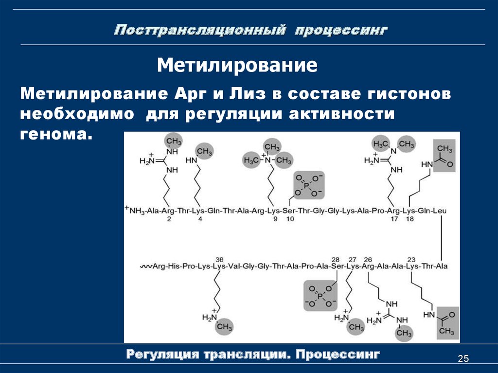 Химическая модификация белка