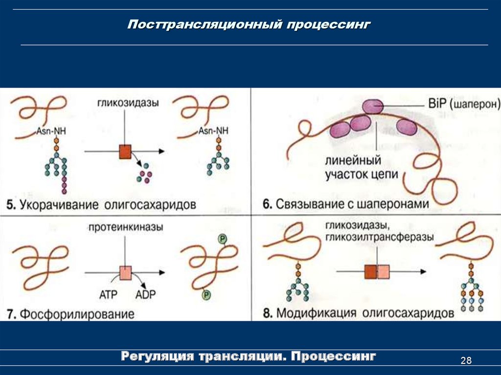 Установите последовательность этапов посттрансляционной модификации. Посттрансляционные модификации белков фолдинг процессинг. Посттрансляционные модификации белков биохимия. Процессы посттрансляционной модификации белка. Посттрансляционная модификация белков схема.