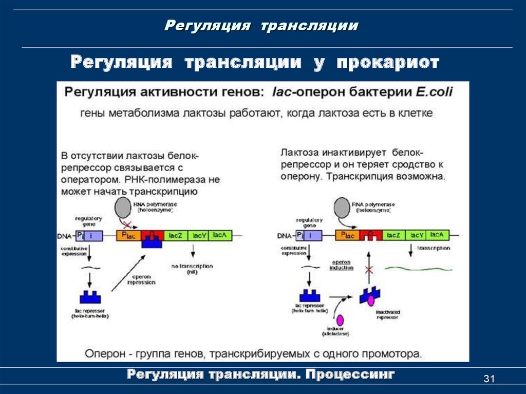 Регуляция генов прокариот. Регуляция синтеза белков на уровне трансляции. Регуляция трансляции у прокариот. Схема регуляции трансляции у эукариот. Регуляция транскрипции и трансляции у прокариот и эукариот.