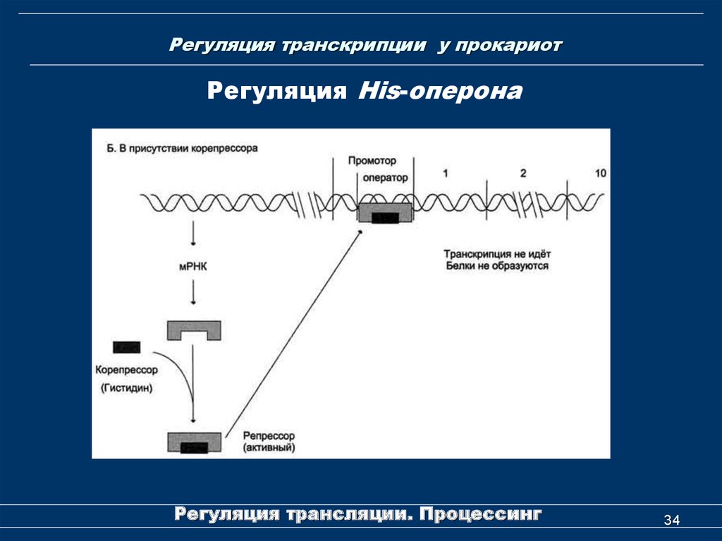 Ментальная карта суть процесса регуляции транскрипции