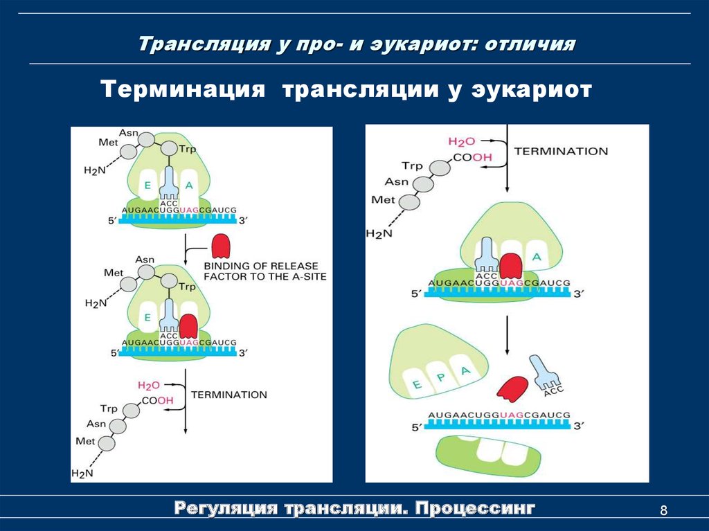 Трансляция происходит. Факторы элонгации трансляции у эукариот. Инициация трансляции у эукариот. Отличия трансляции у про и эукариот. Трансляция у прокариот и эукариот отличия.