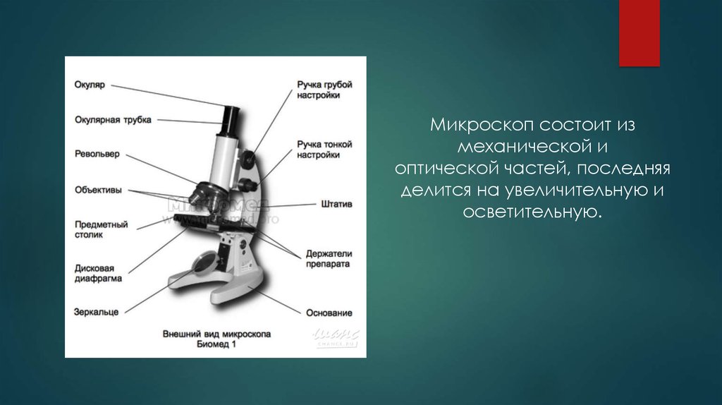 Части микроскопа выполняют функции штатив. Окулярная трубка микроскопа. Цифровой микроскоп строение револьвер. Строение микроскопа револьвер. Правая окулярная трубка микроскопа.