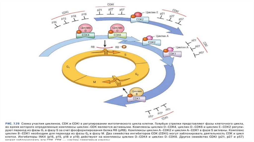 Клеточный цикл и его регуляция. Клеточный цикл циклин. Клеточный цикл онкология. Контрольные точки клеточного цикла. Регуляция клеточного цикла с помощью циклин и киназ схема.