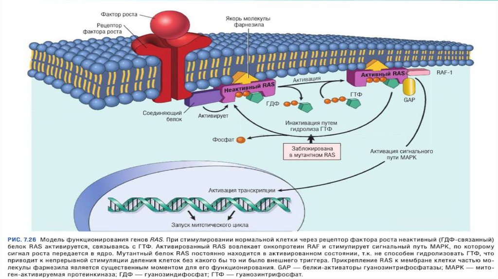 Белки активаторы. Сигнальные пути в онкологии. Деление клеток при онкологии. ГТФ-связывающие белки. Рост ингибирующие сигналы.