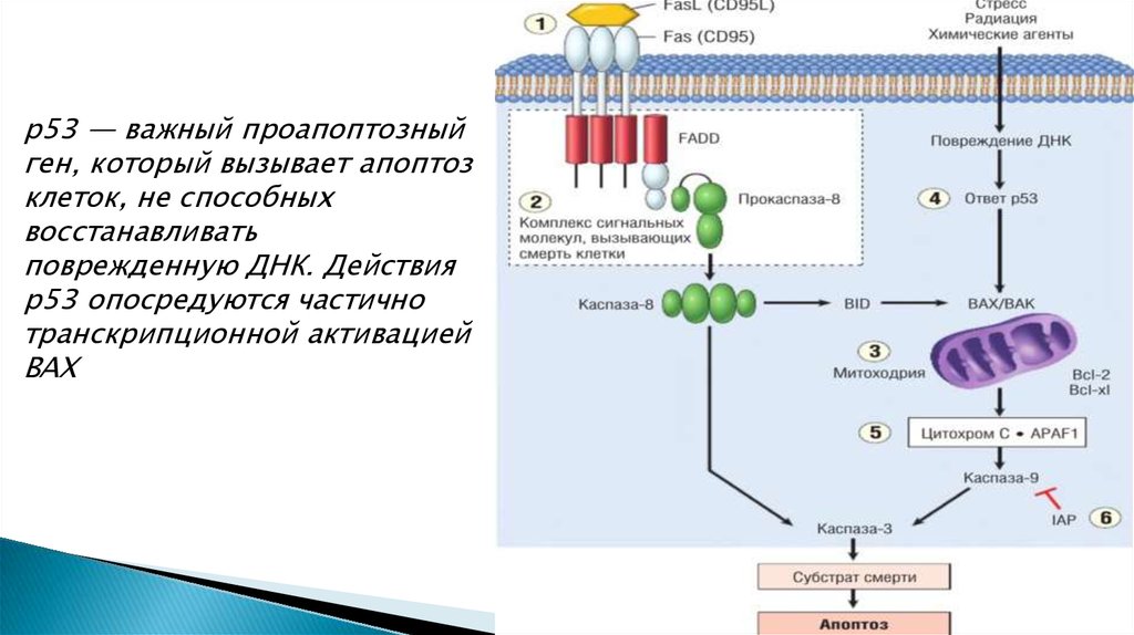 Клеточный цикл и его регуляция. Регуляция жизненного цикла клетки. Регуляция жизненного цикла фага лямбда. Регуляция жизненного цикла клеток ДЗ. APC ген регуляция клеточного цикла.