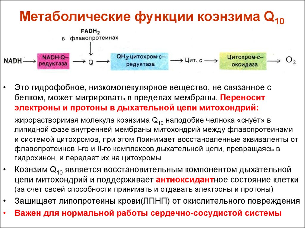 Q функция. Коэнзим q10 функции. Коэнзим q10 функции в организме. Коэнзим q функции. Коферменты компонентов дыхательной цепи митохондрий..