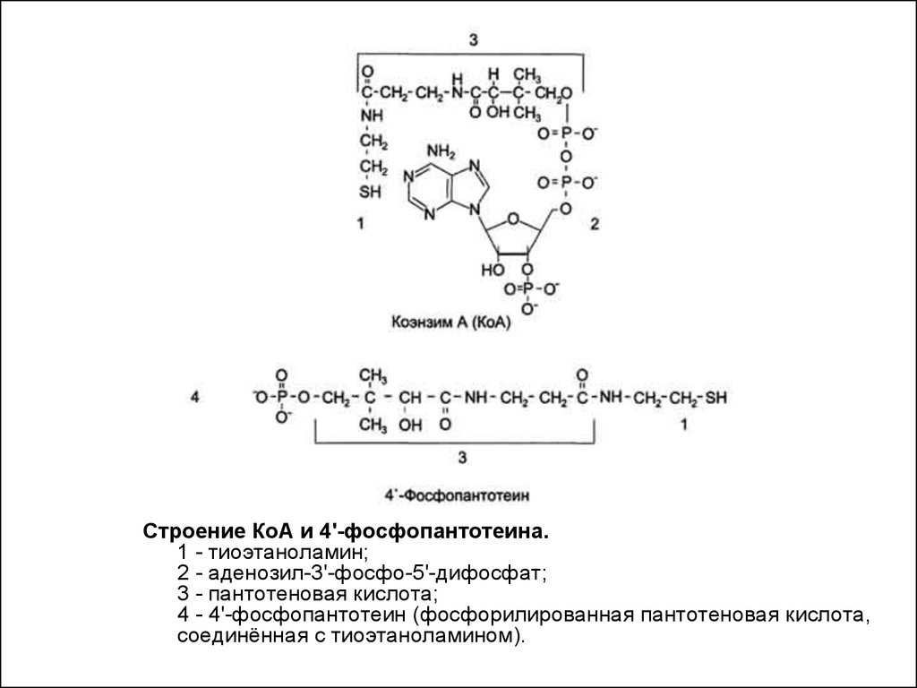 Кофермент атф. Строение коэнзима а биохимия. Коэнзим а пантотеинфосфат структура и функции. Коэнзим а структура и функции. Структурная формула 4-фосфопантотеина.