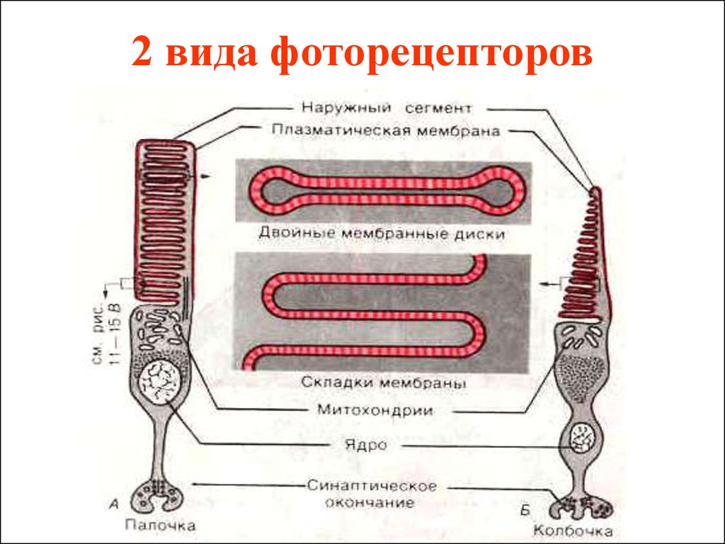 Фоторецепторы. Строение палочек и колбочек. Строение фоторецептора - палочки. Фоторецепторы, их классификация и функции.. Строение сетчатки фоторецепторы.