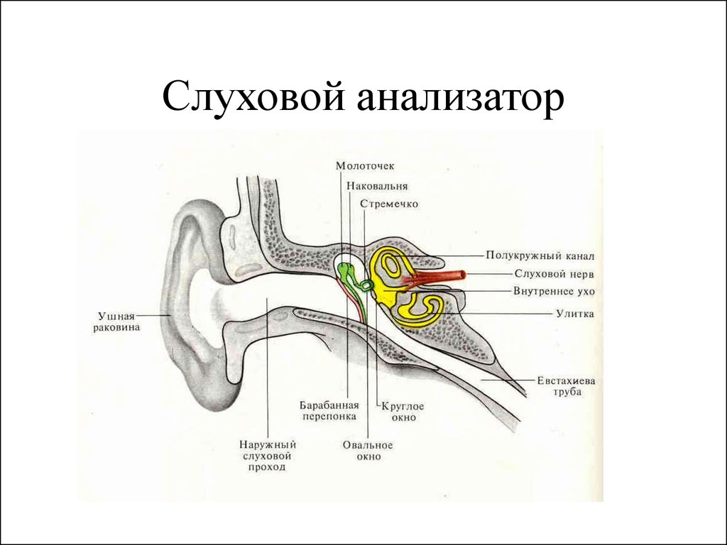 Схема слухового анализатора 8 класс