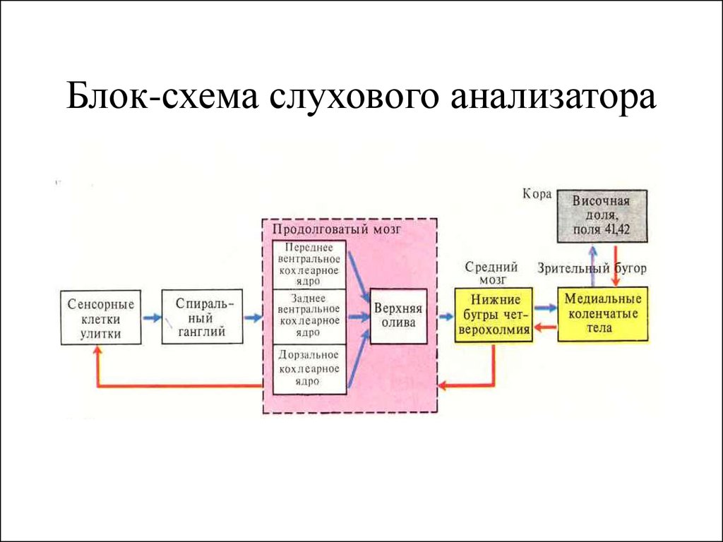 Схема работы слухового анализатора