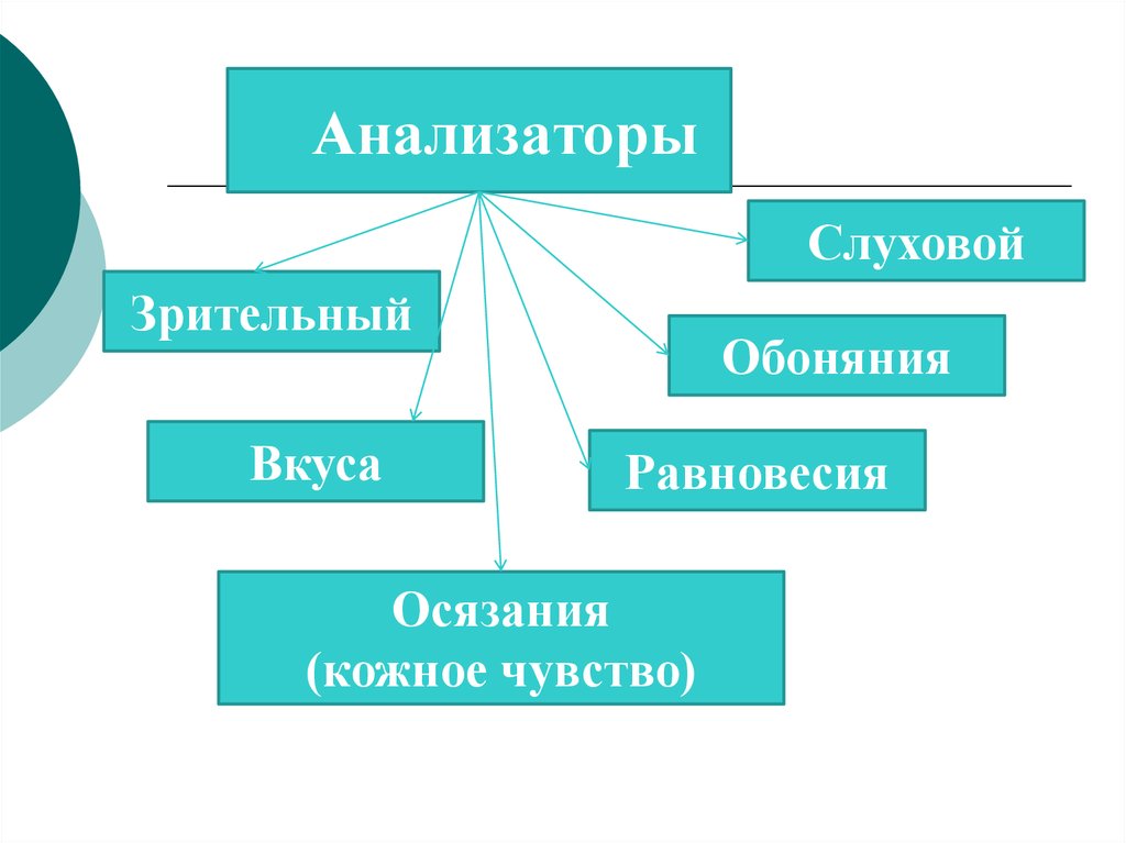 Анализаторы биология 8 класс