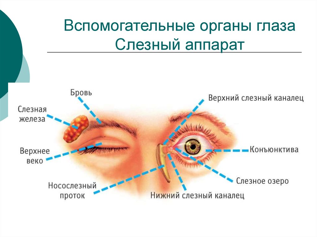 Слезные железы относятся к железам. Вспомогательный аппарат глаза слезный аппарат. Глазное яблоко и вспомогательный аппарат глаза. Вспомогательный аппарат глазного яблока анатомия. Структуры вспомогательного аппарата глаза.