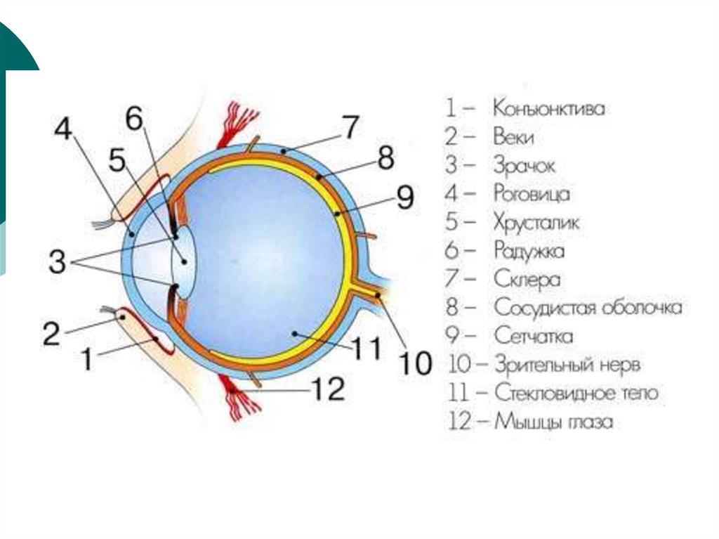 Строение глаза с обозначениями. Структура глазного яблока схема. Строение глаза человека анатомия рисунок с подписями. Строение глаза человека схема. Внутреннее строение глаза человека схема.